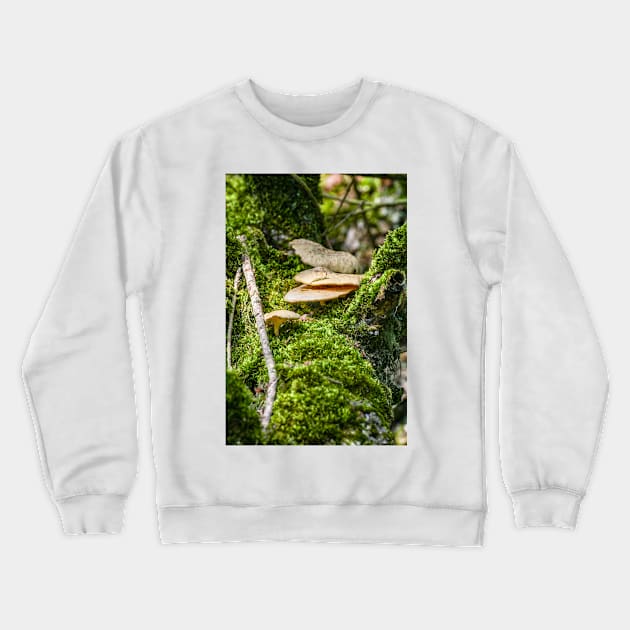 Mushrums on a Tree, Eriskircher Ried, Lake Constance Crewneck Sweatshirt by holgermader